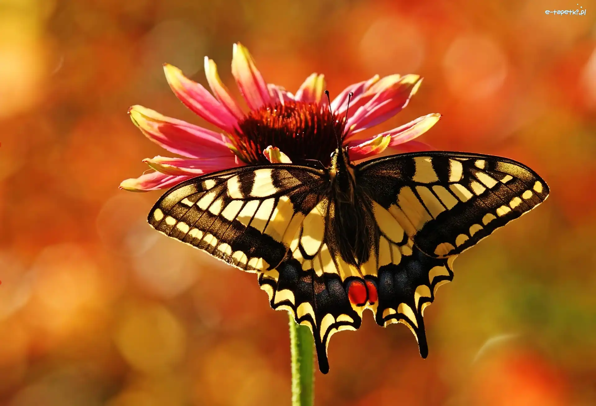 Paź, Gerbera, Królowej, Motyl