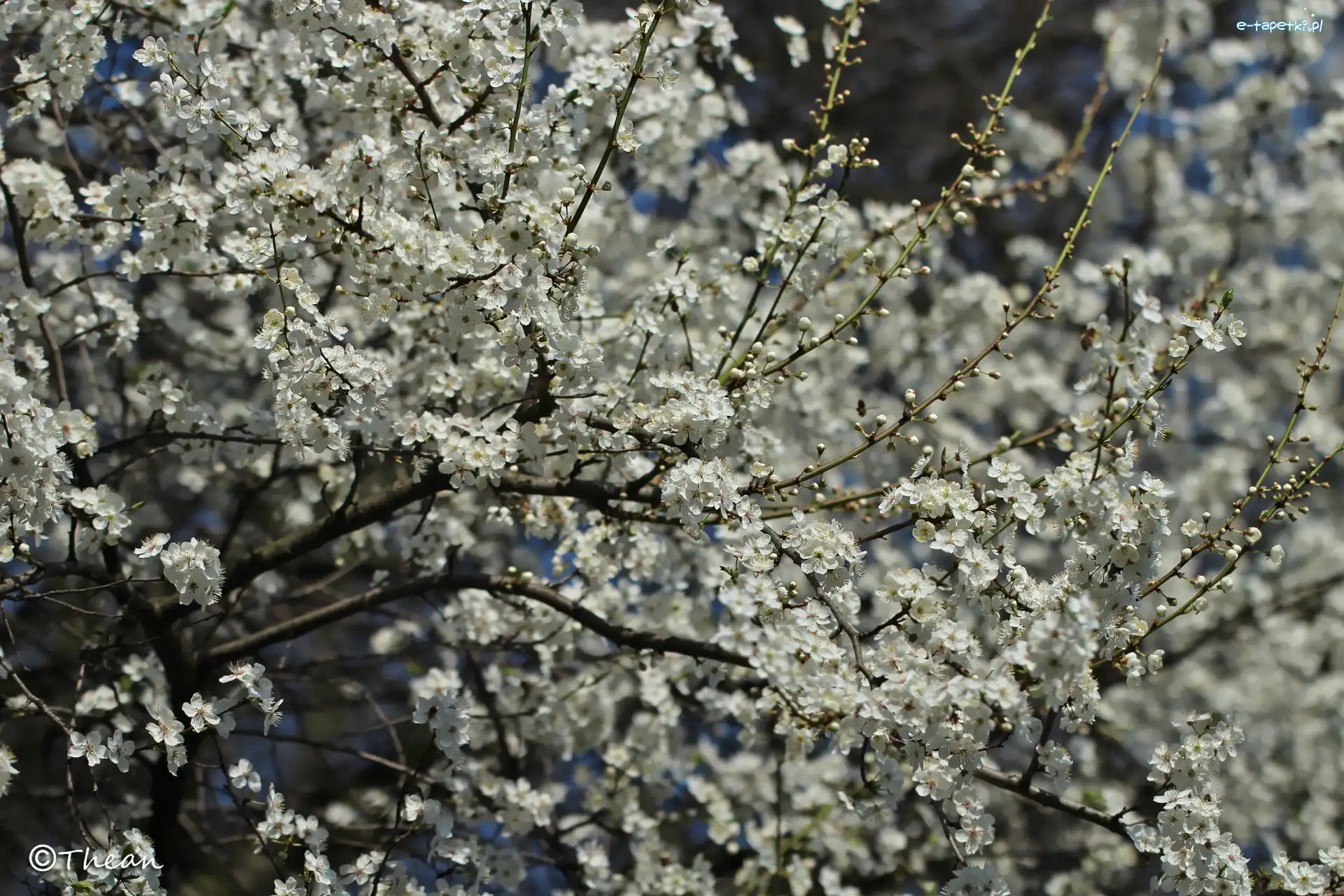 Kwitnące, Owocowe, Drzewo, Kwiaty, Białe