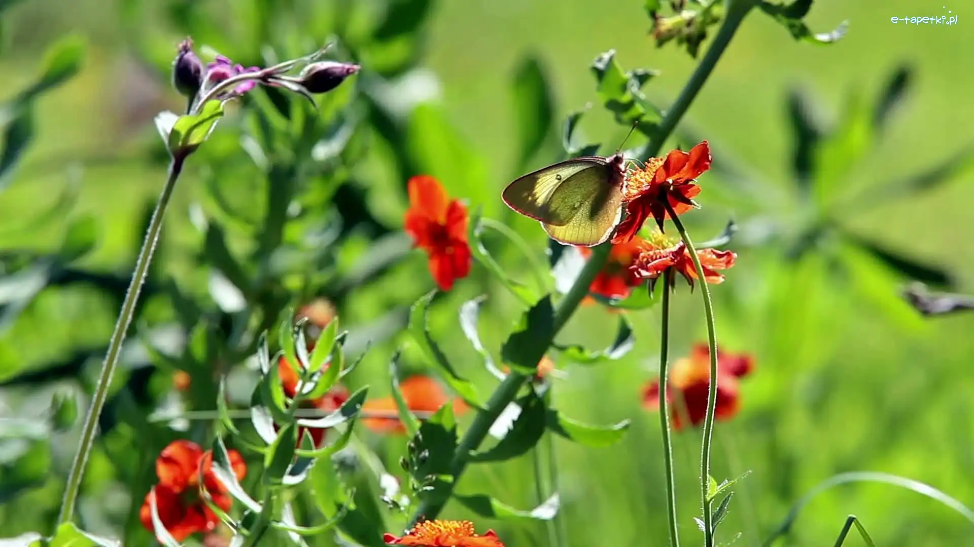 Rozmycie, Motyl, Kwiaty