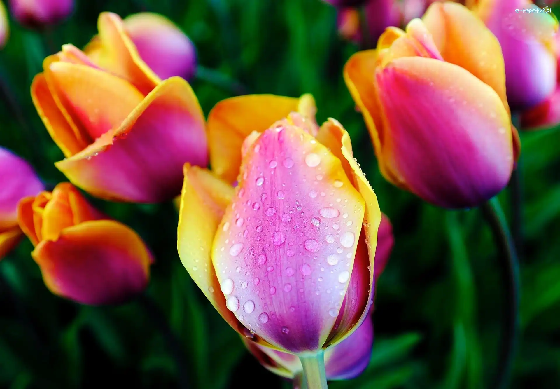 Tulipany, Rosy, Krople, Kolorowe