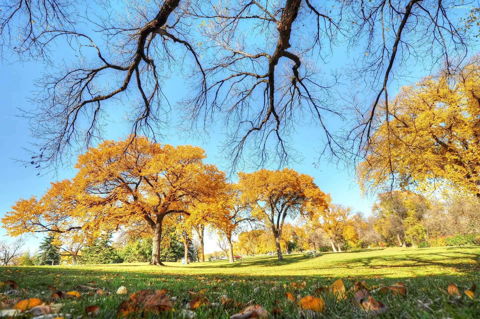 Park, Trawy, Jesień, Drzewa, Liście