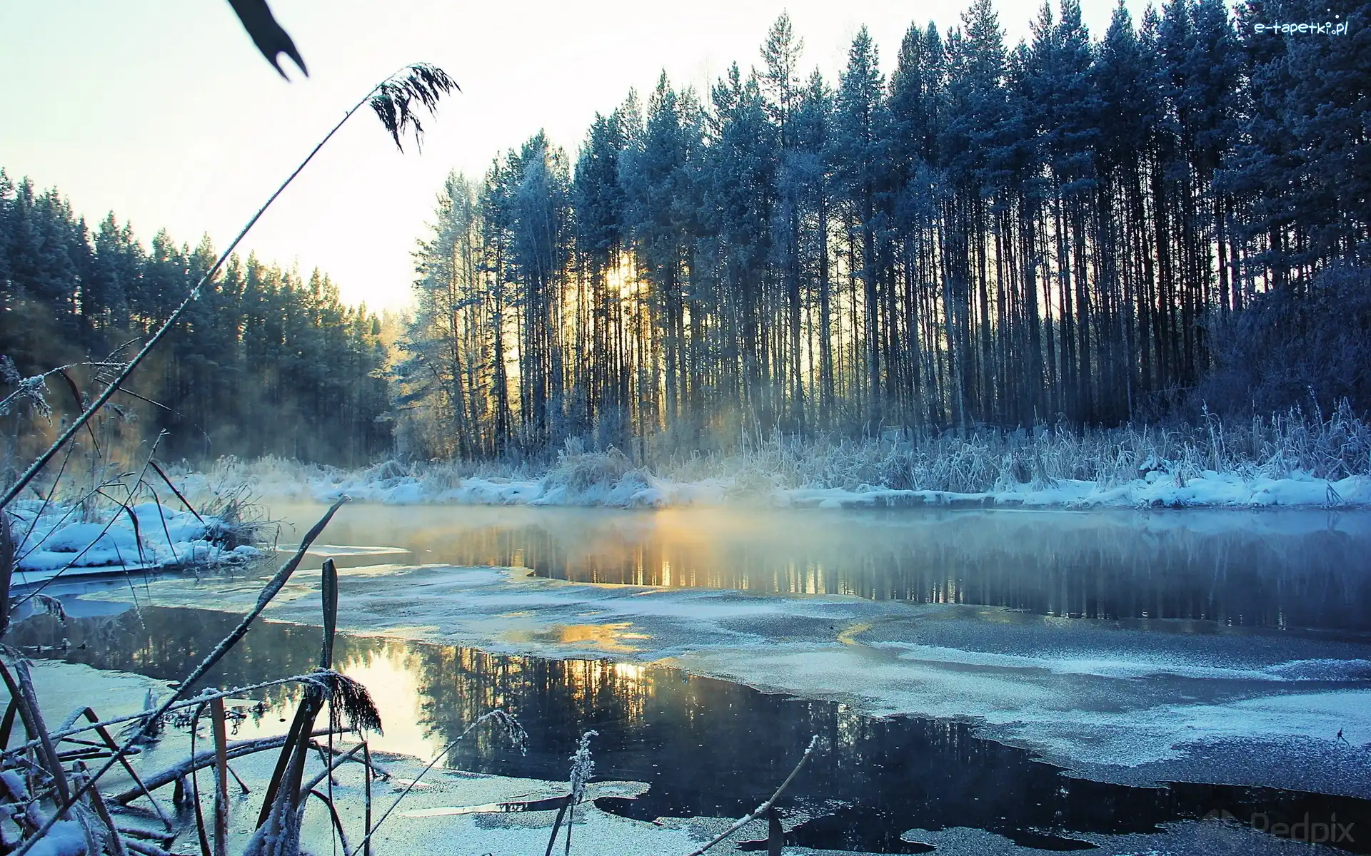 Drzewa, Śnieg, Rzeka