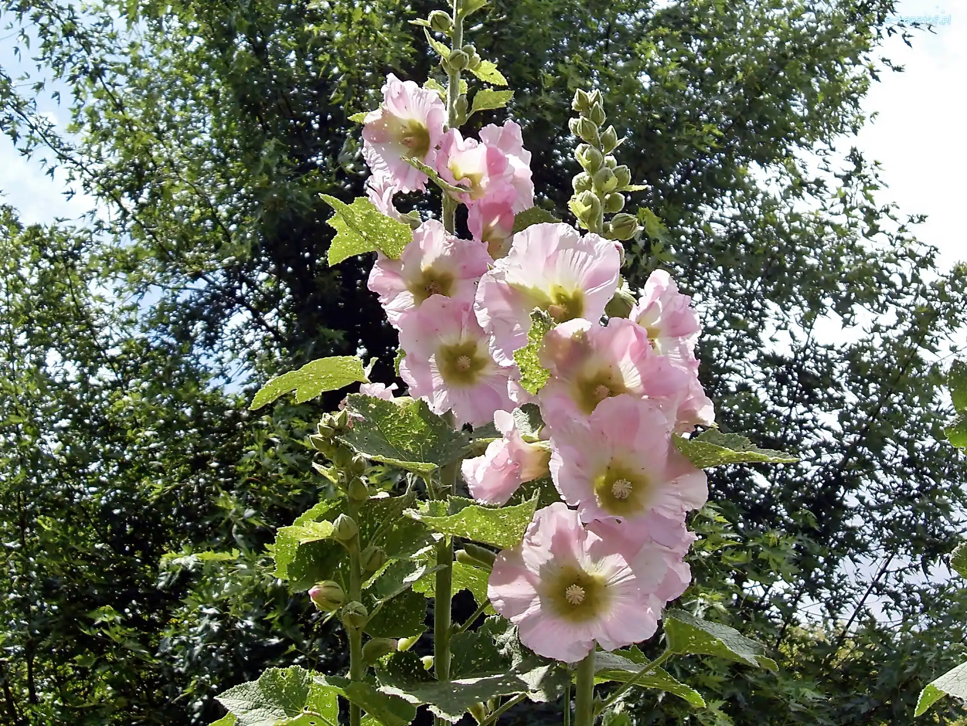 Malwa, Różowa, Drzewa