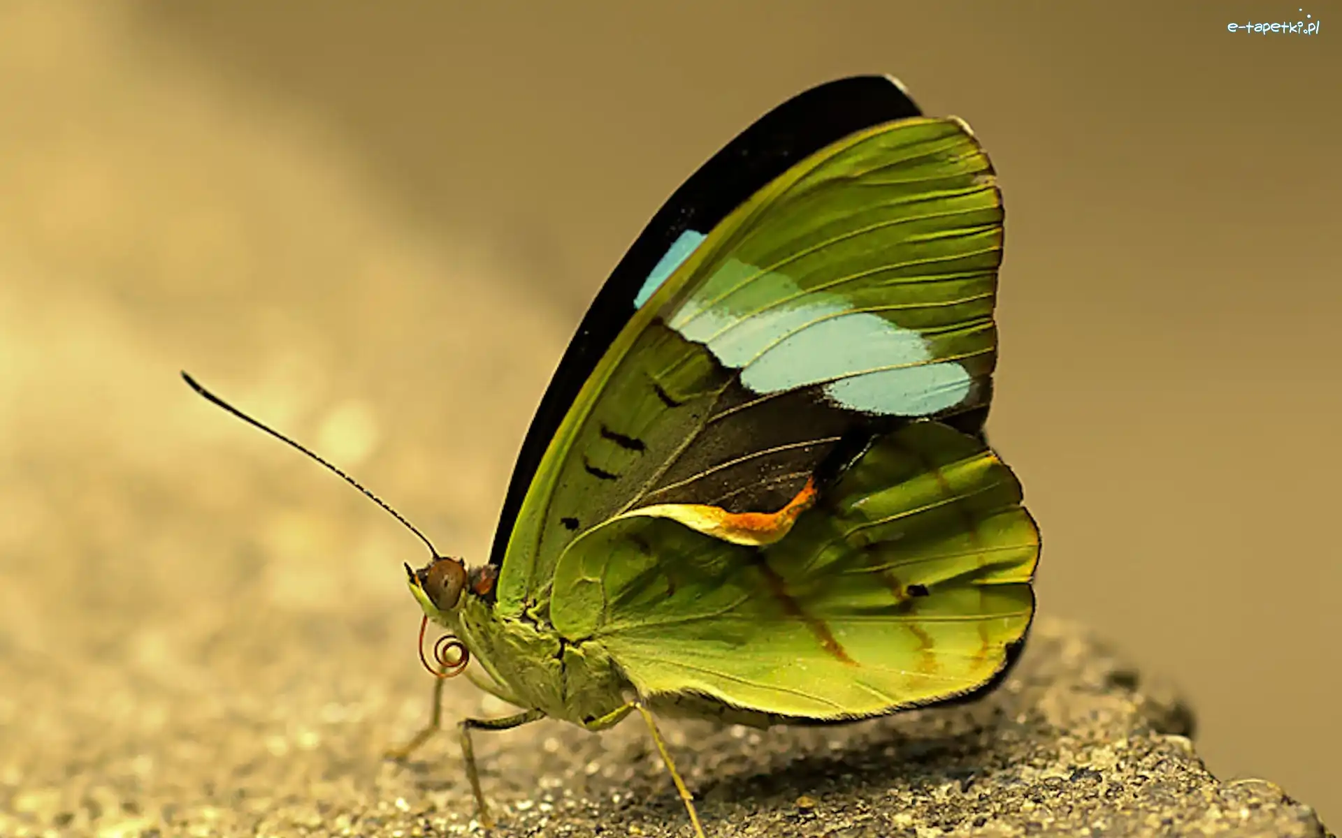 Motyl, Zielony