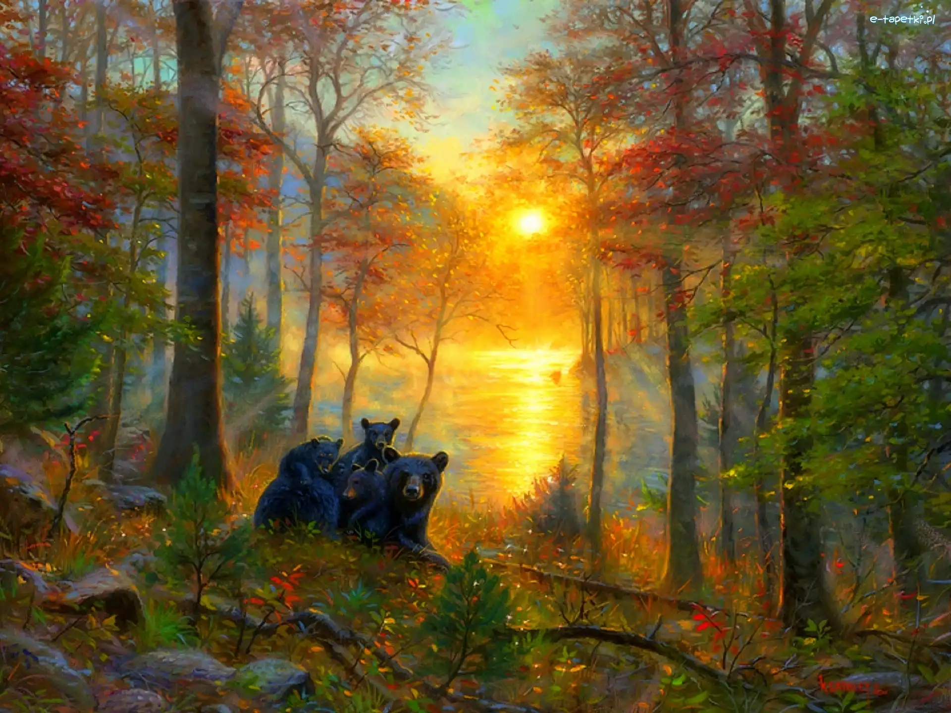 Słońca, Misie, Las, Zachód