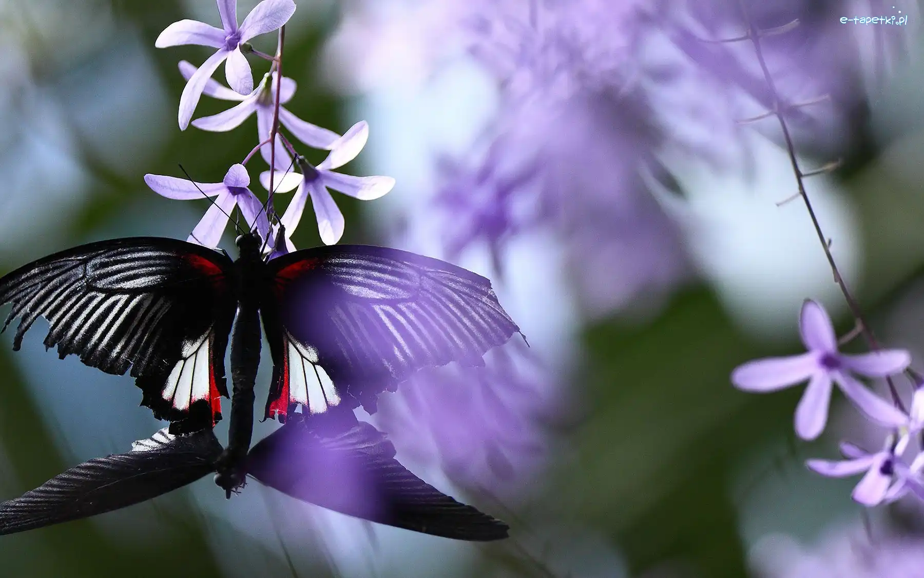 Kwiatki, Motyl. Fioletowe, Czarny