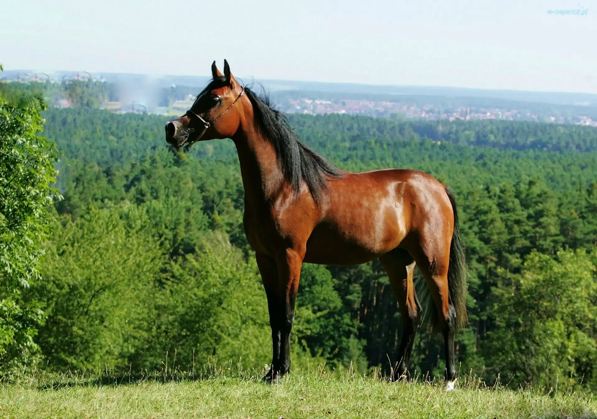 Roślinność, Arab, Koń
