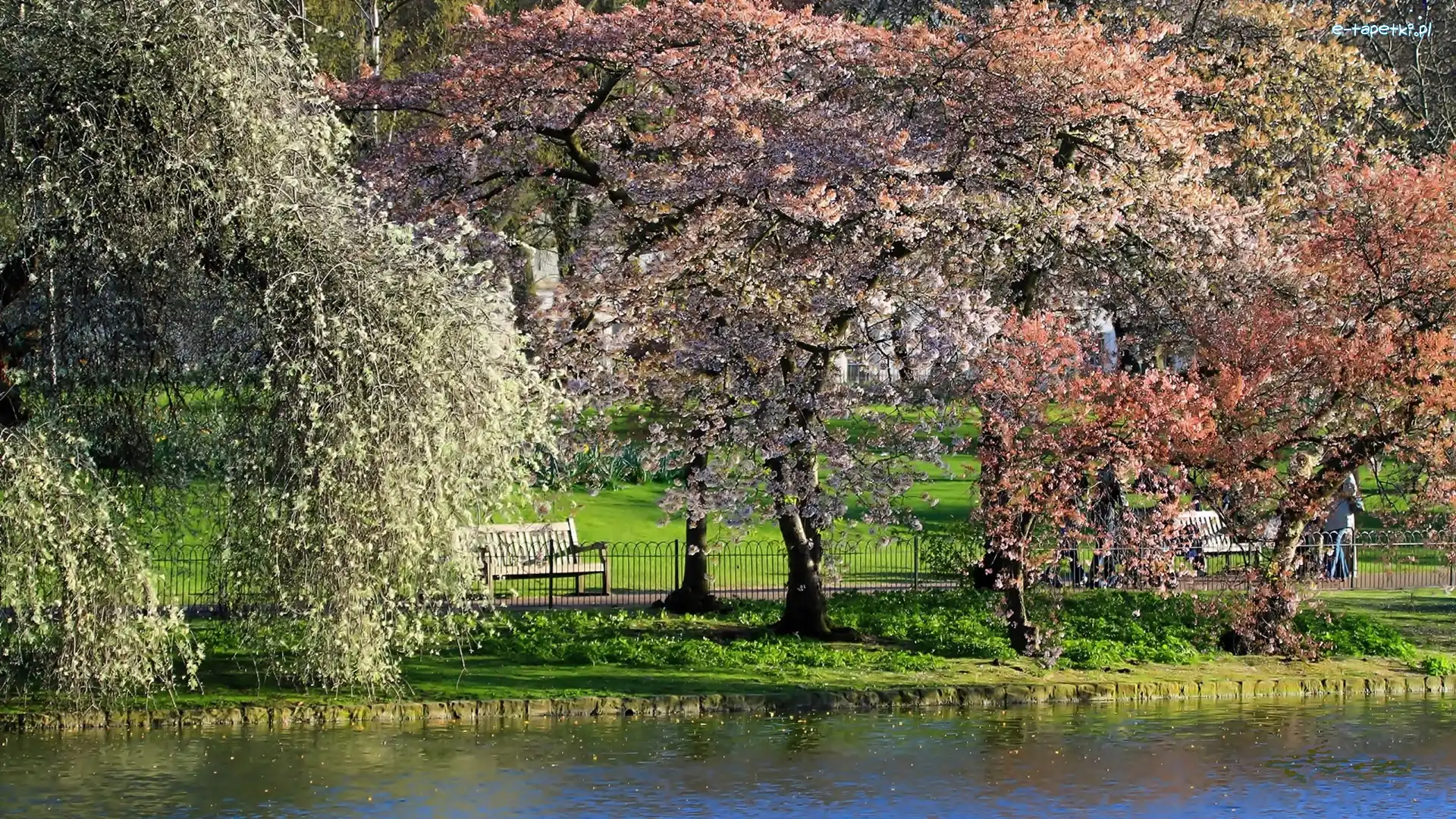 Wiosna, Kwitnące, Park, Staw, Drzewa