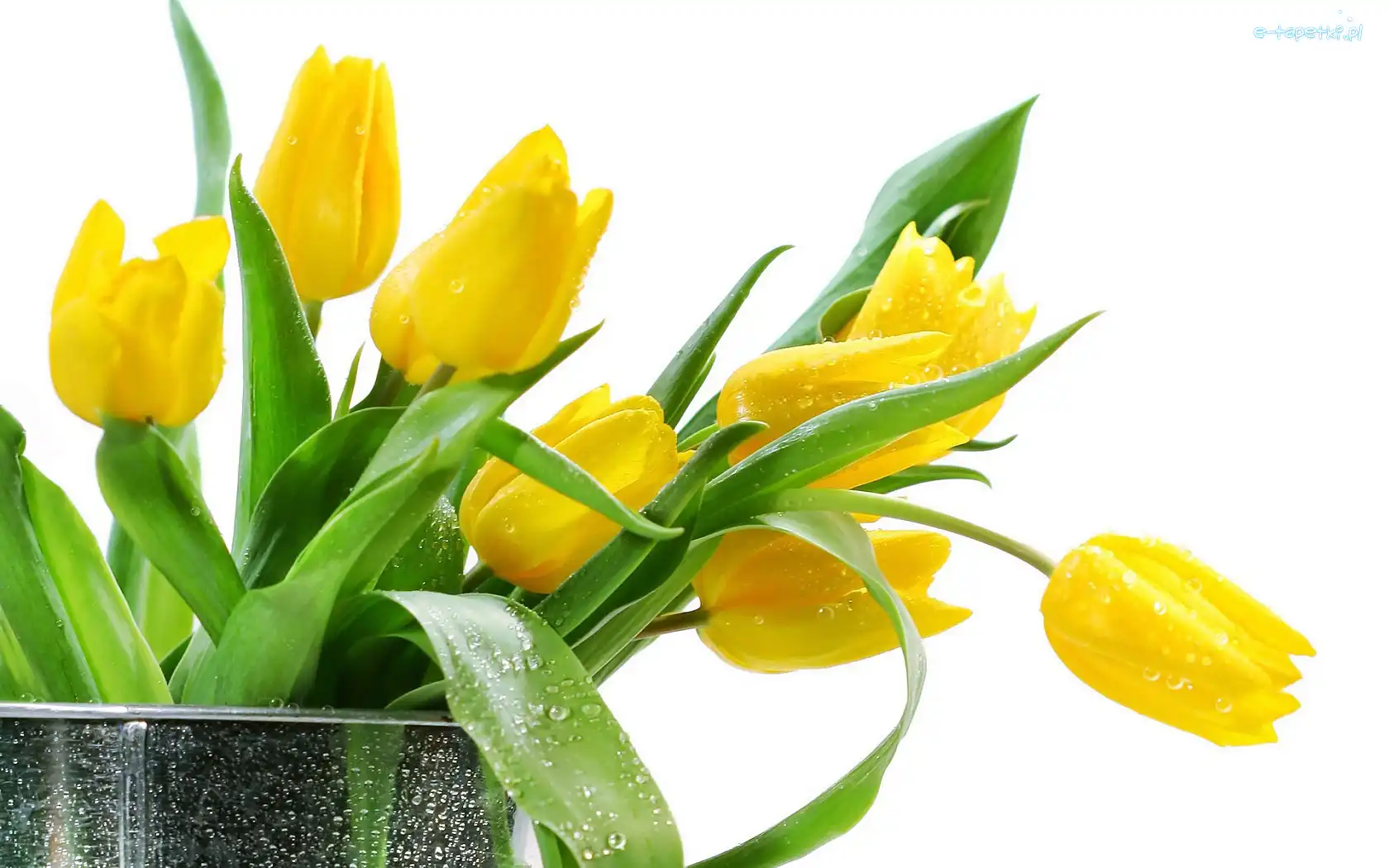 Tulipany, Żółte