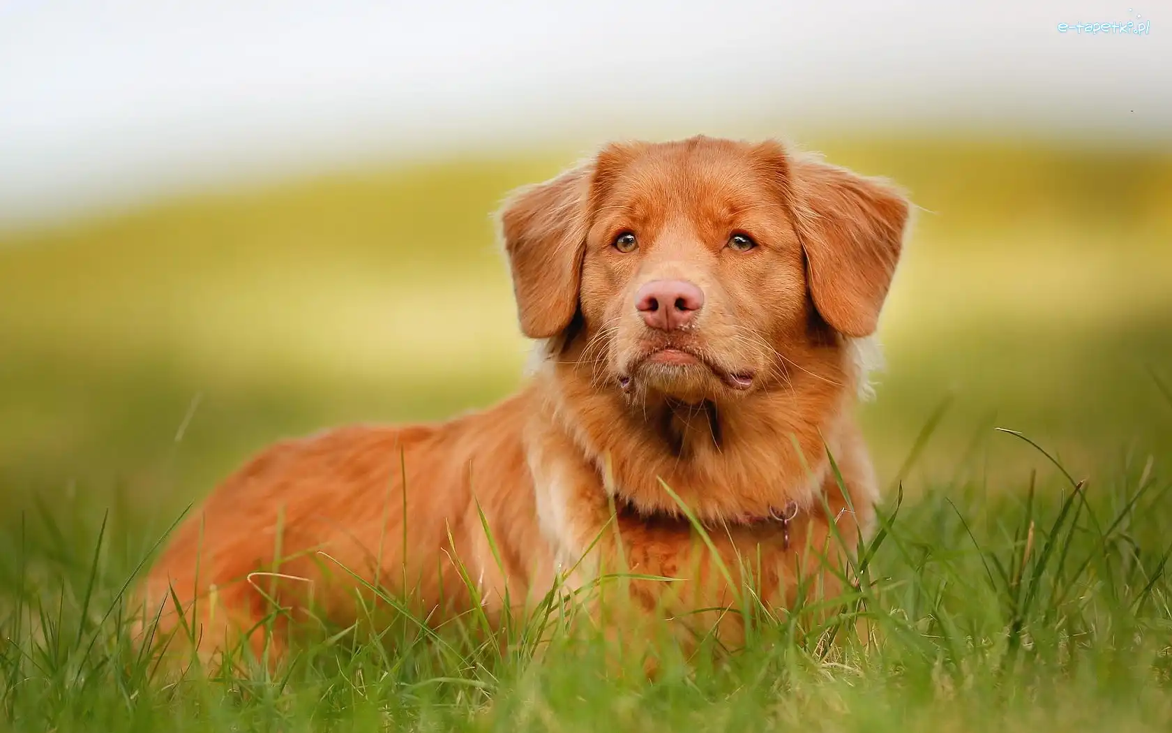 Trawa, Retriever, Pies