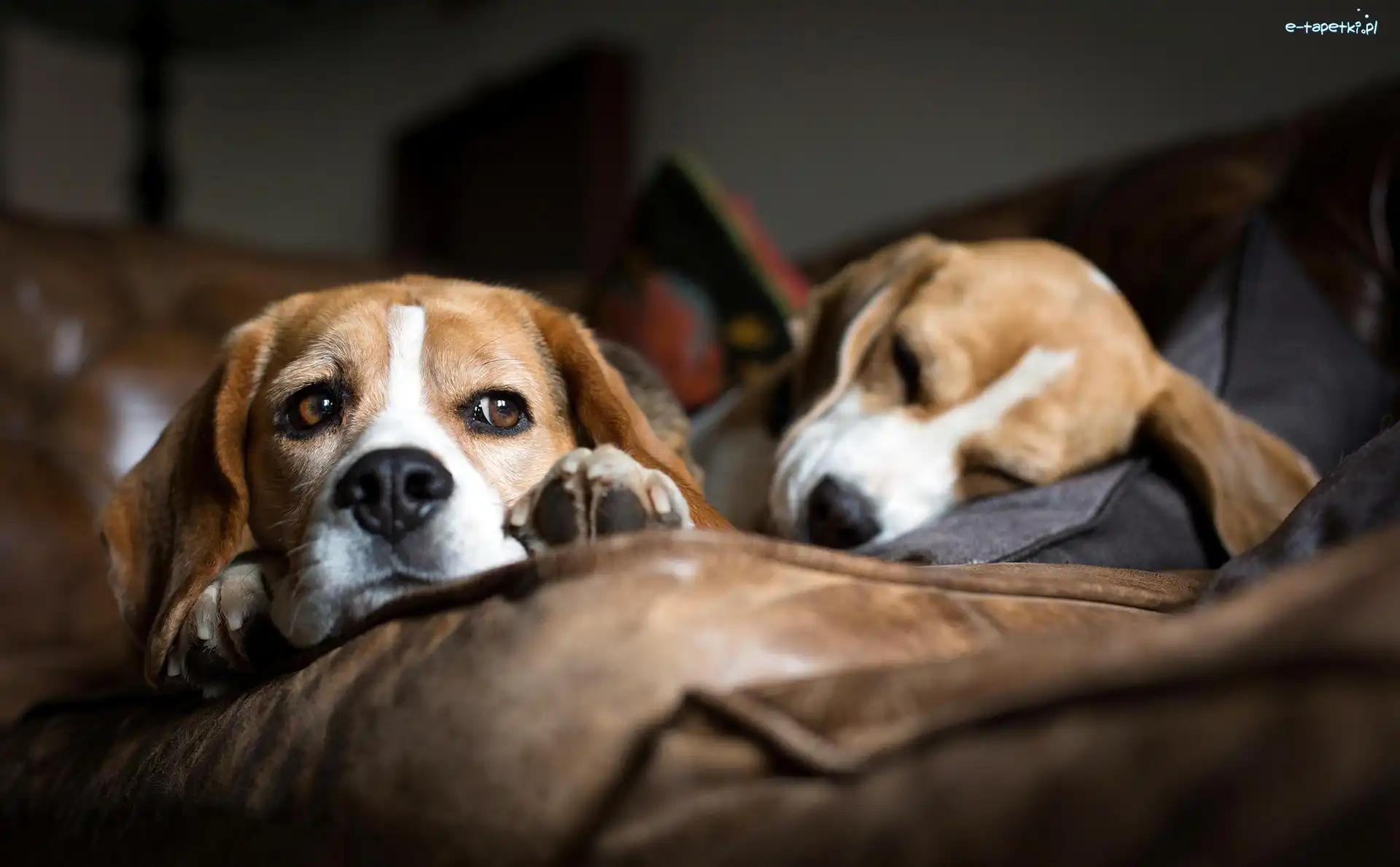 Beagle, Psy, Dwa