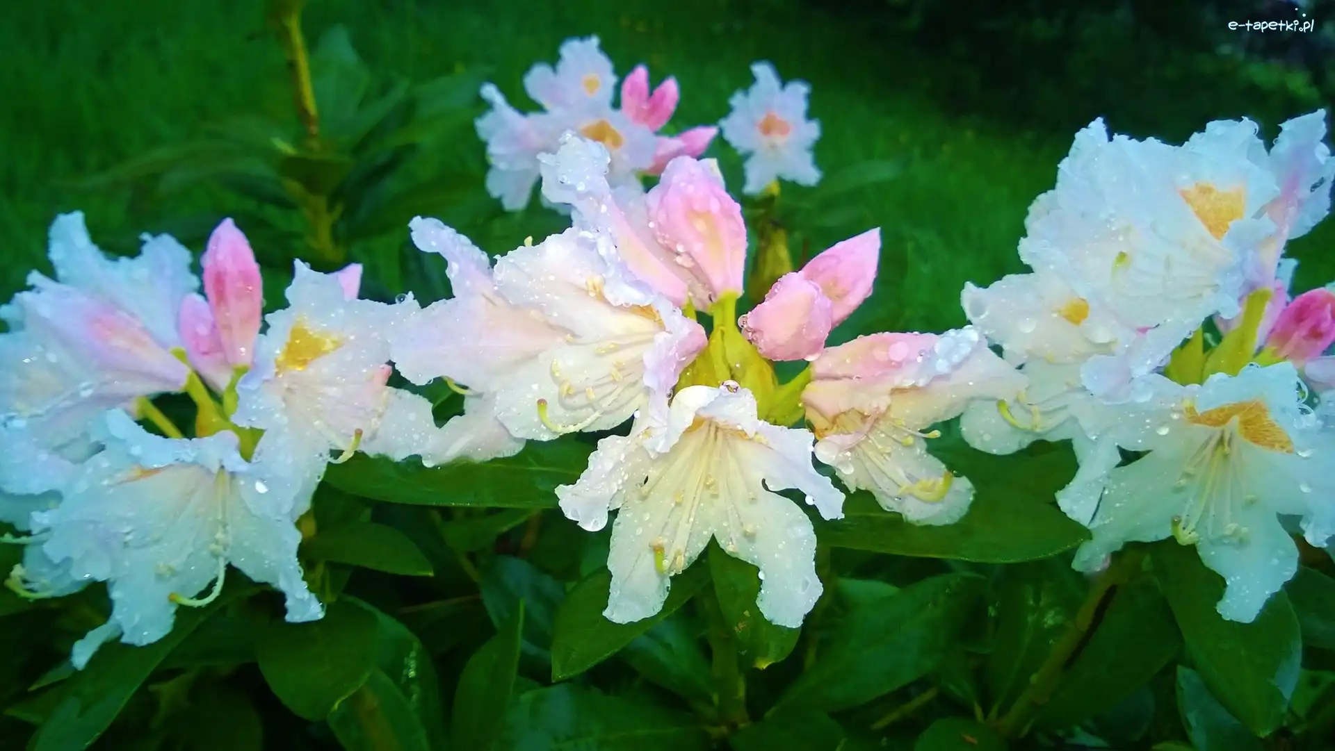 Rododendron, Rosy, Krople, Biały