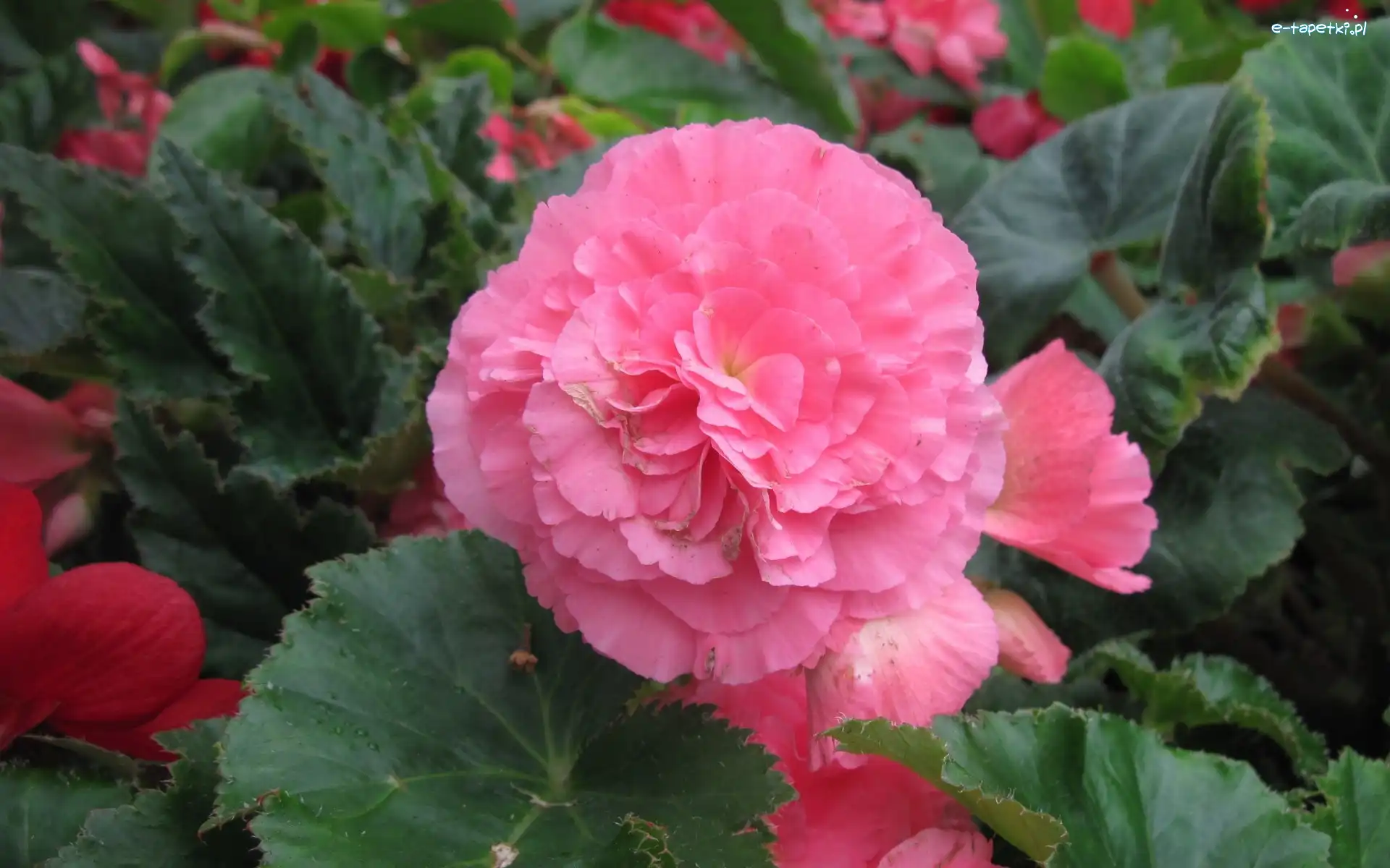 Listki, Begonia, Różowa