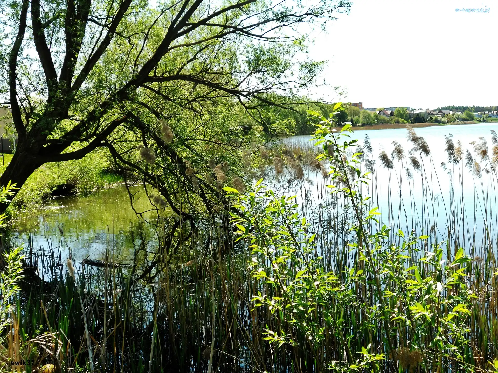Jezioro, Drzewo, Powalone, Rośliny, Sitowie