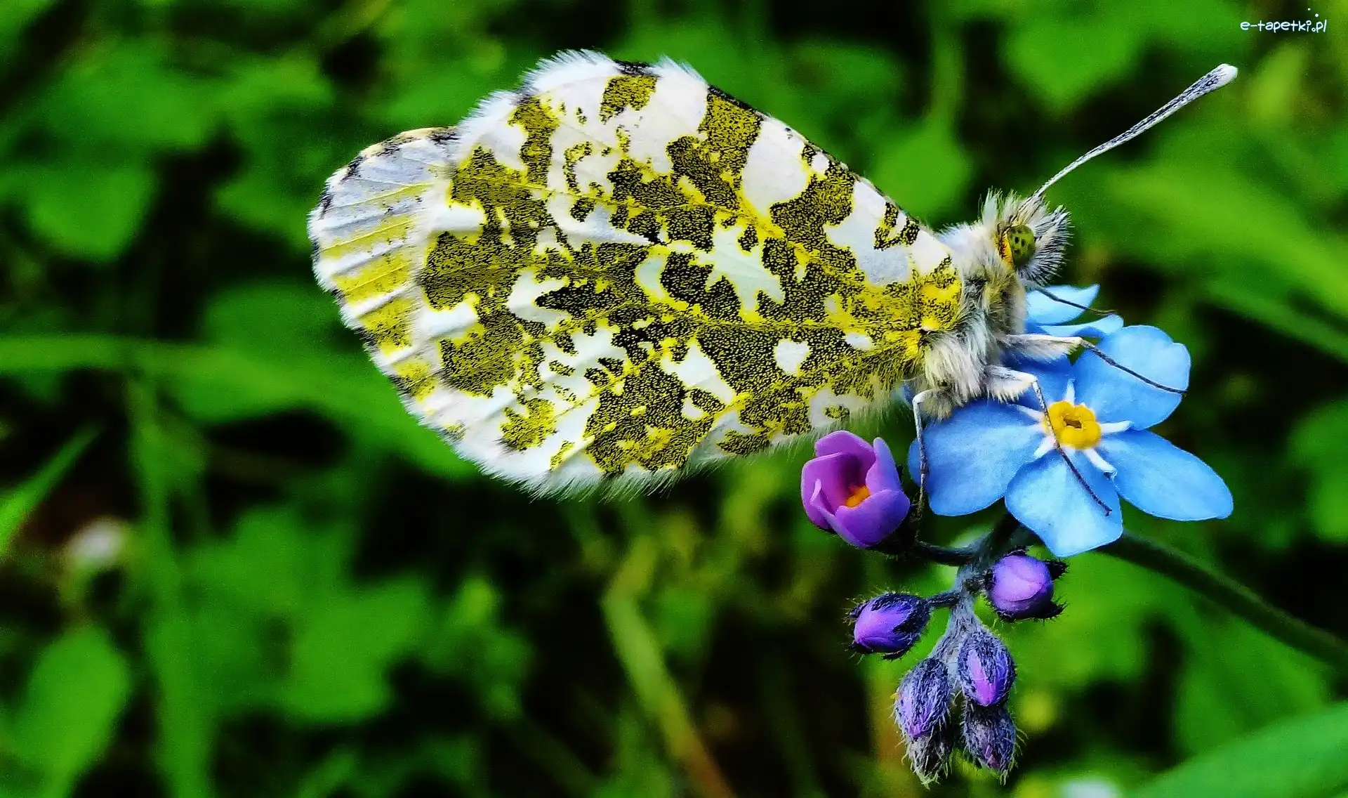 Niezapominajka, Motyl