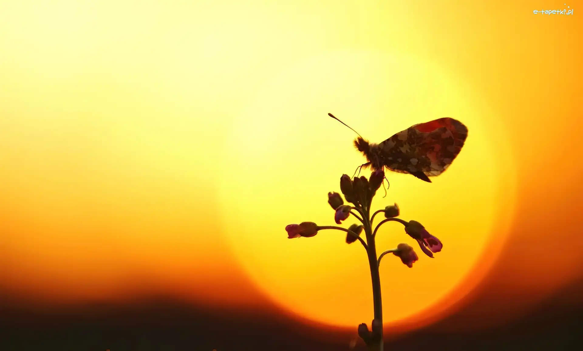 Kwiatek, Tło, Żółte, Motyl