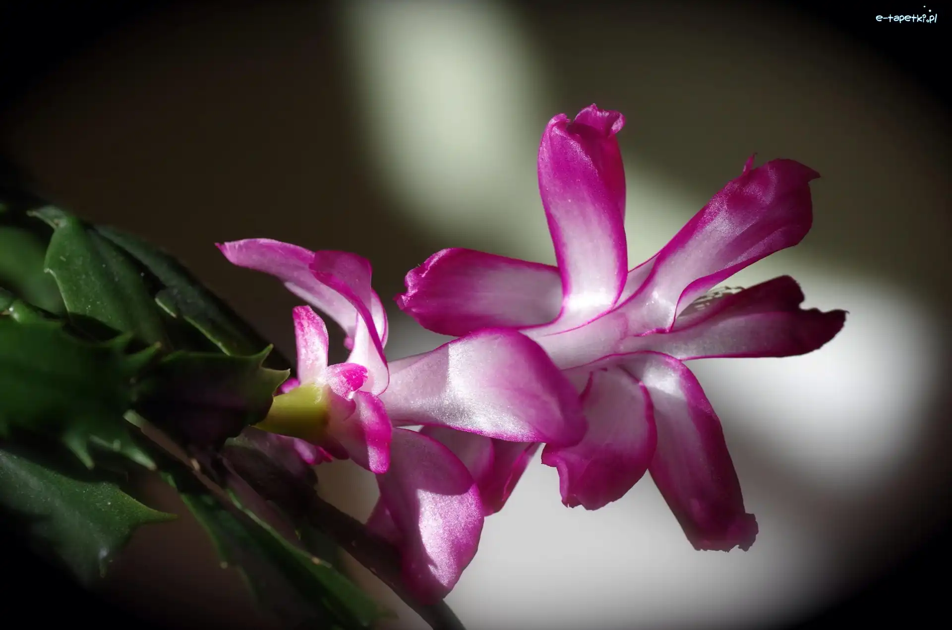Różowy, Szlumbergera, Grudnik, Kwiat