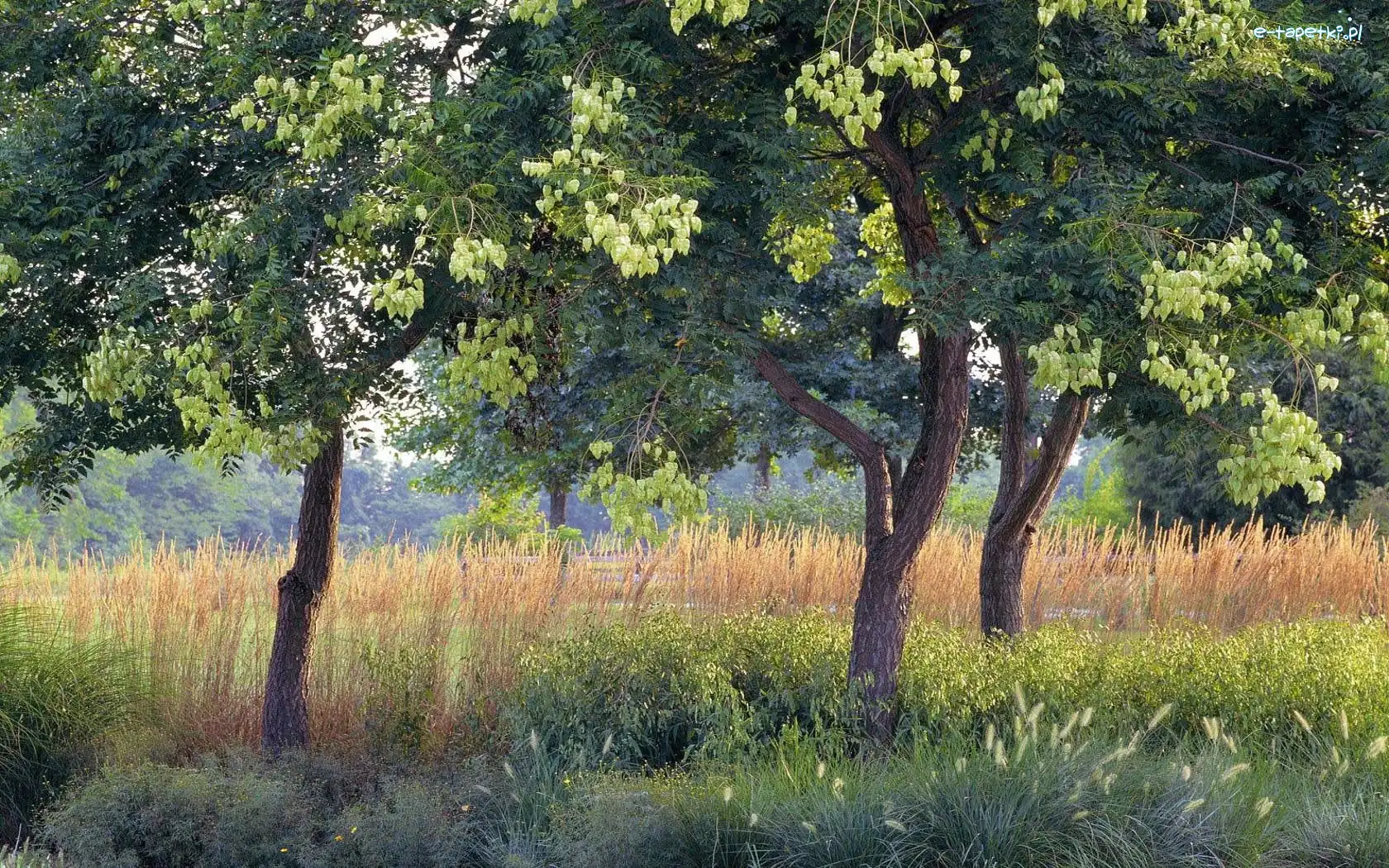Trawy, Akacje
