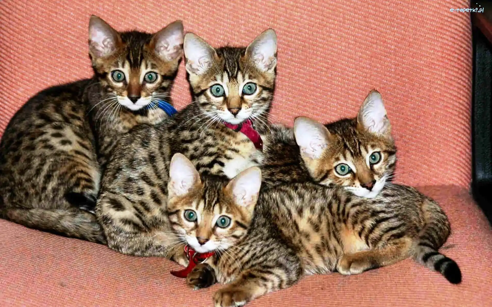 Bengalskie, Kotki, Cztery
