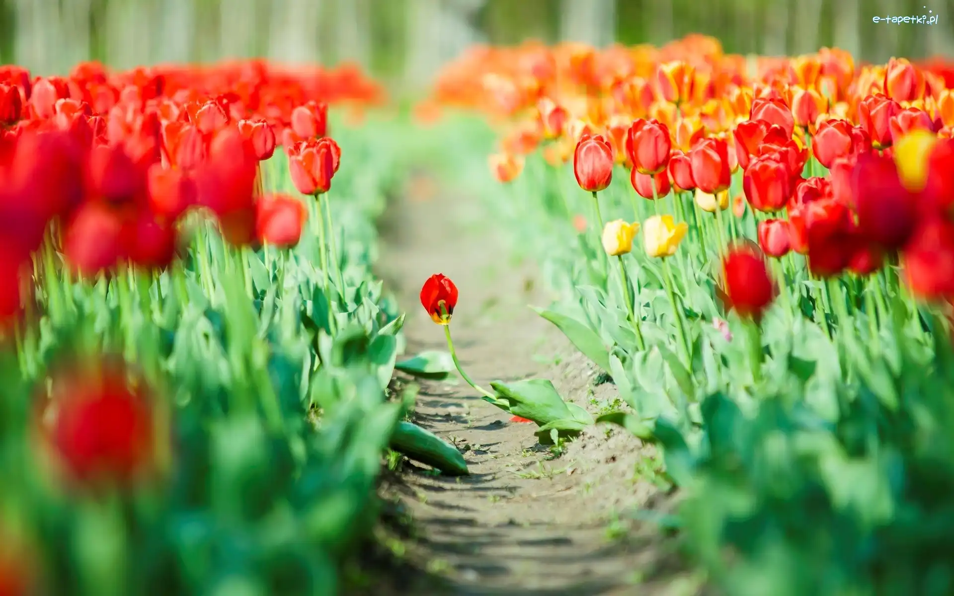 Ścieżka, Tulipany, Pole