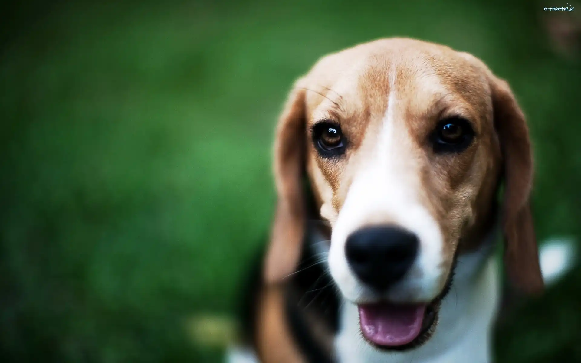 Język, Beagle