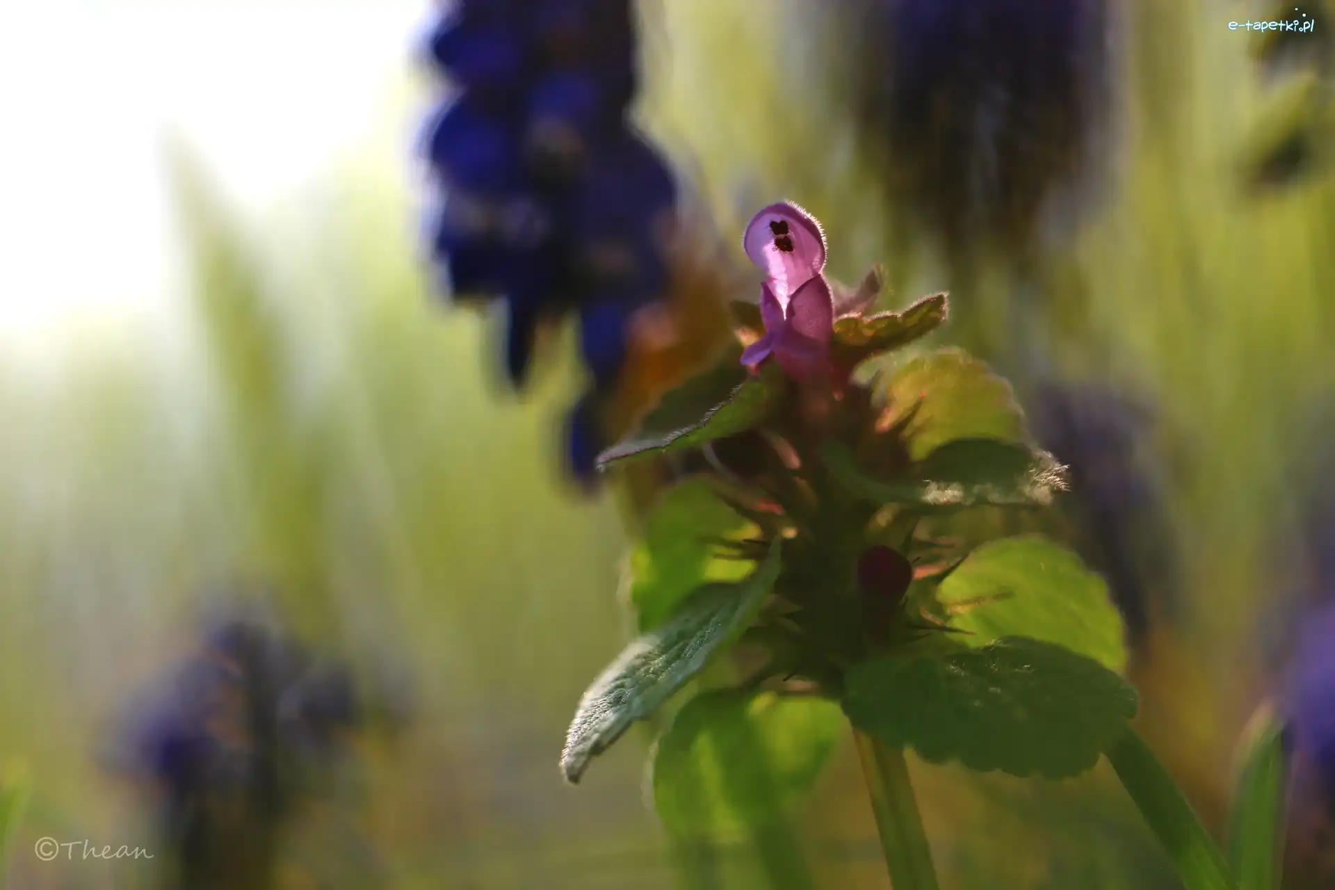 Kwiat, Fioletowy, Jasnota Purpurowa