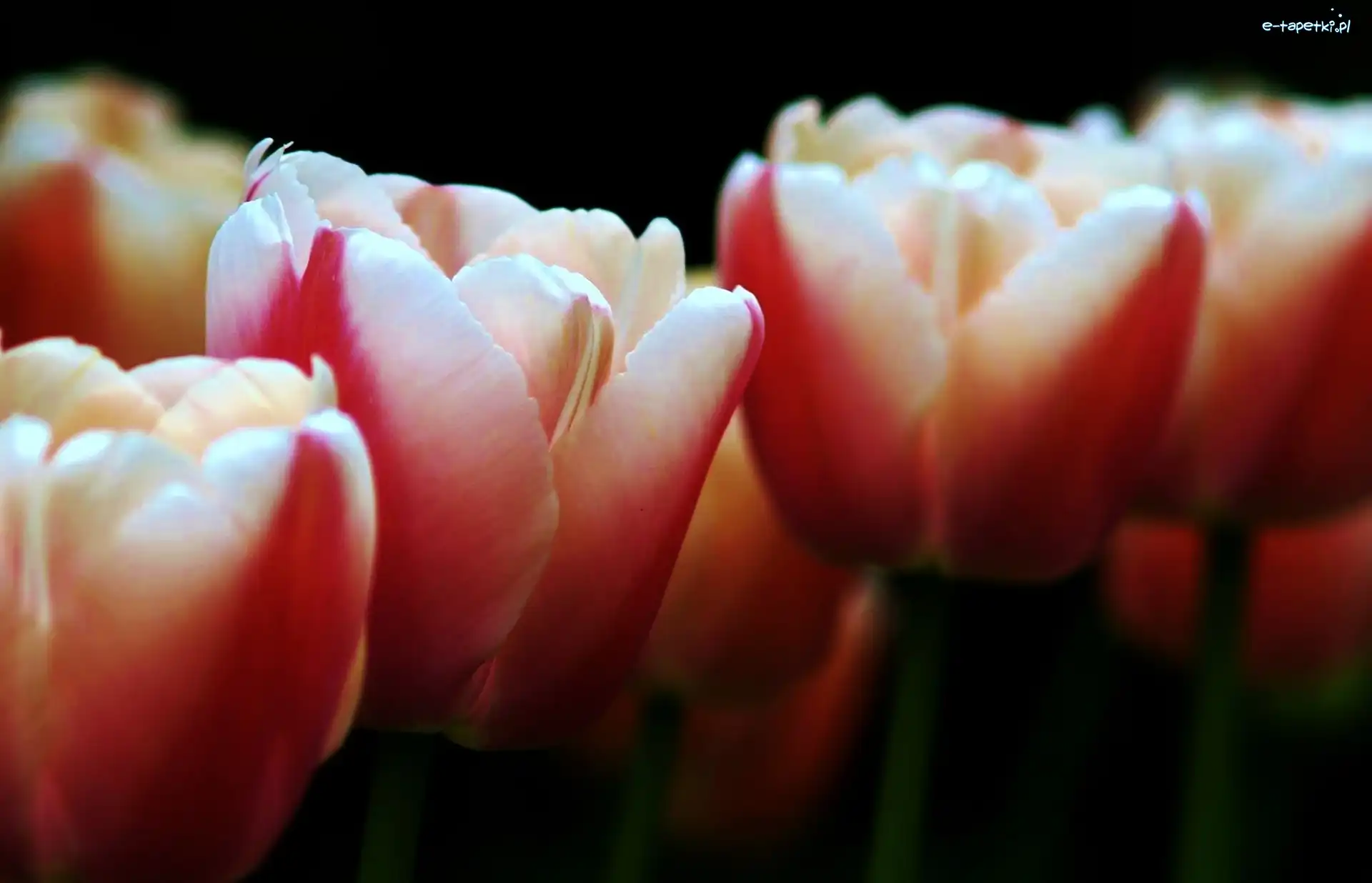 Tulipany, Różowe
