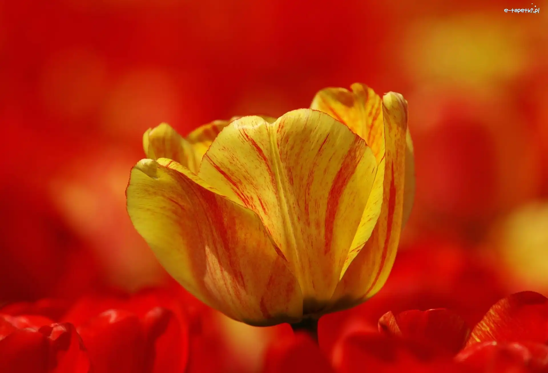 Tulipan, Tło, Czerwone, Żółty