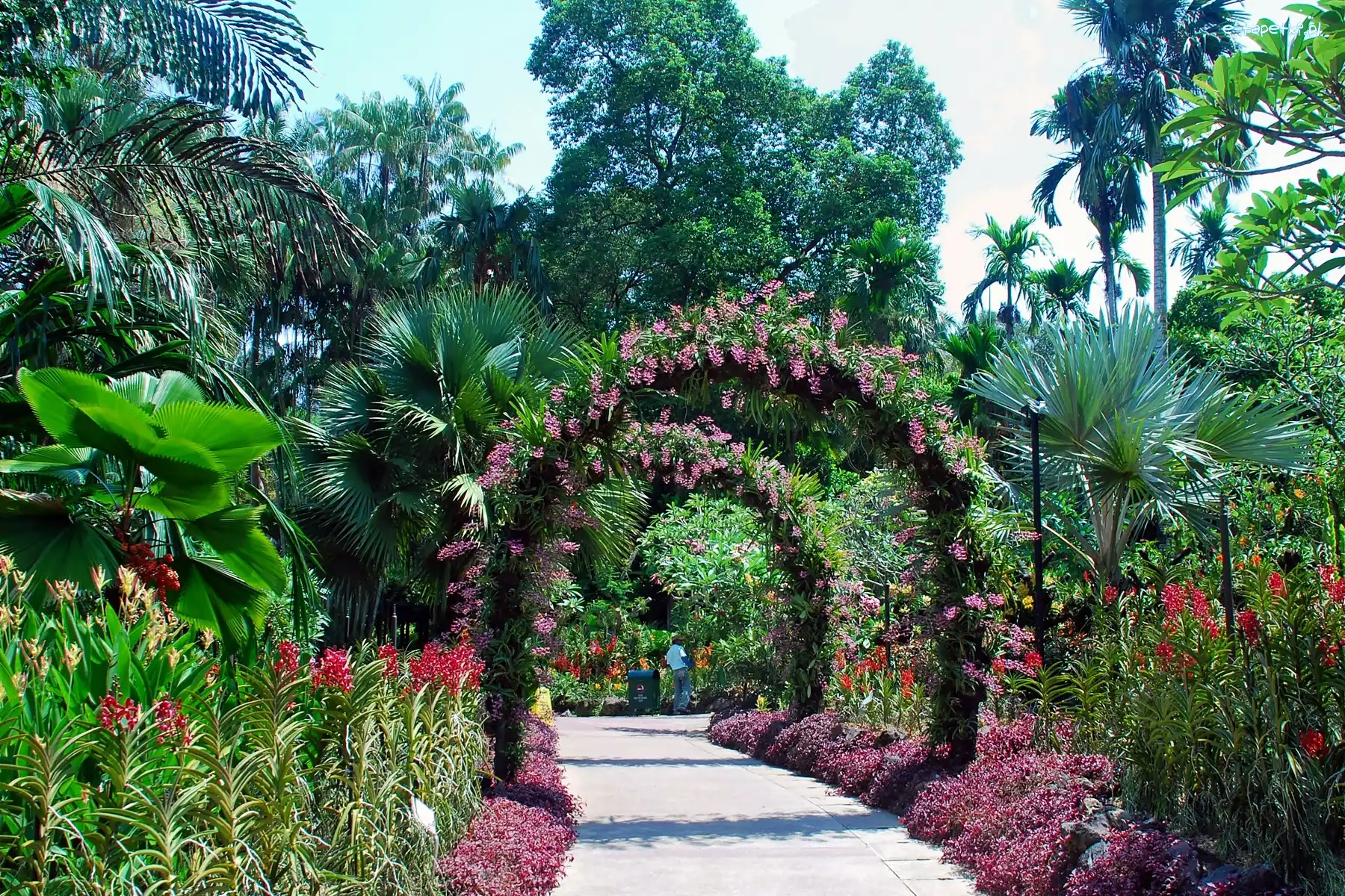Garden, Orchid, National