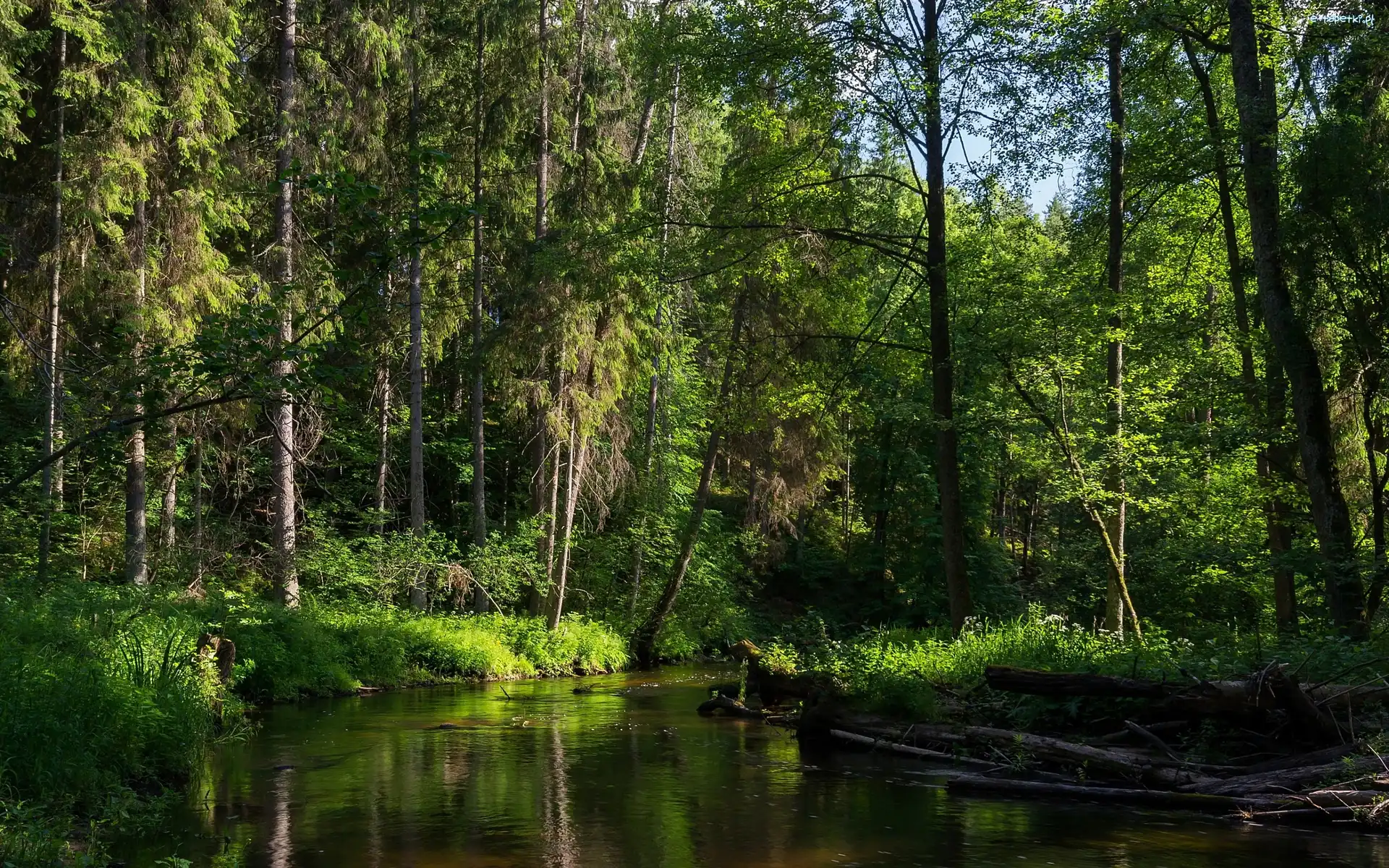 Przebijające Światło, Rzeka, Las