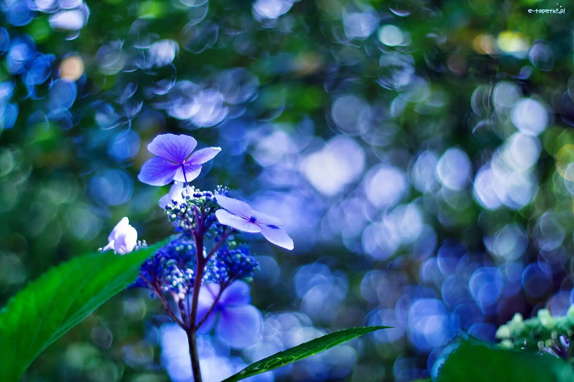 Kwiatek, Bokeh, Hortensja, Niebieski