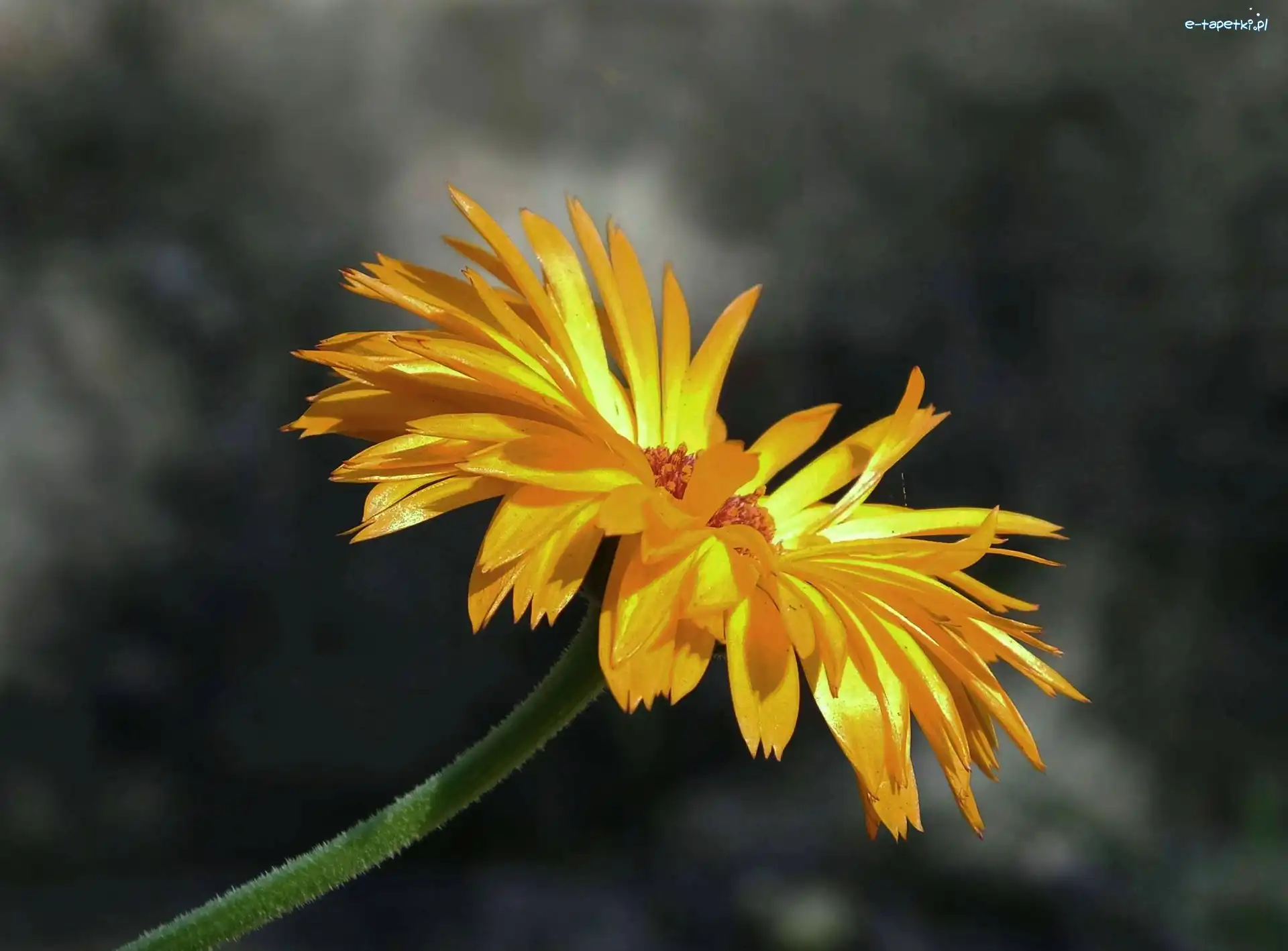 Gerbera, Żółta