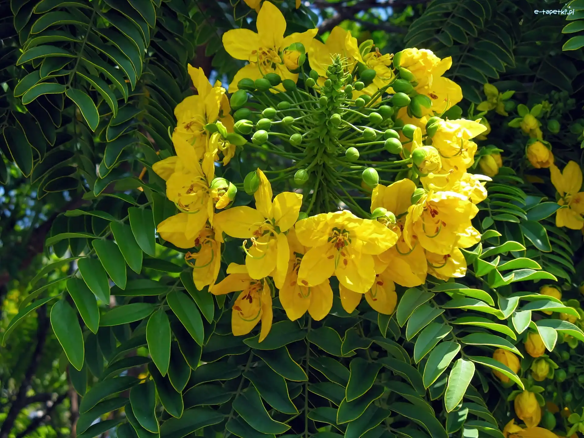 Leptophylla, Zbliżenie, Kwiat, Cassia