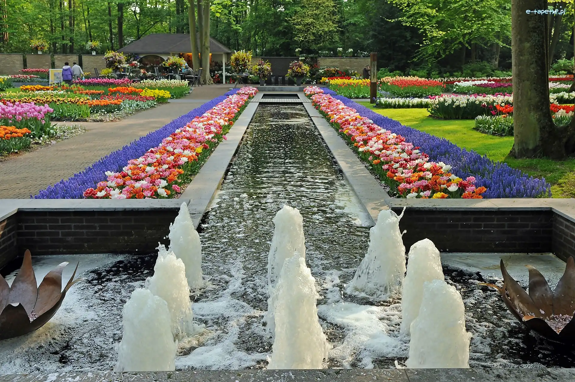 Gazony Kwiatowe, Keukenhof, Fontanna, Holandia, Park, Lisse