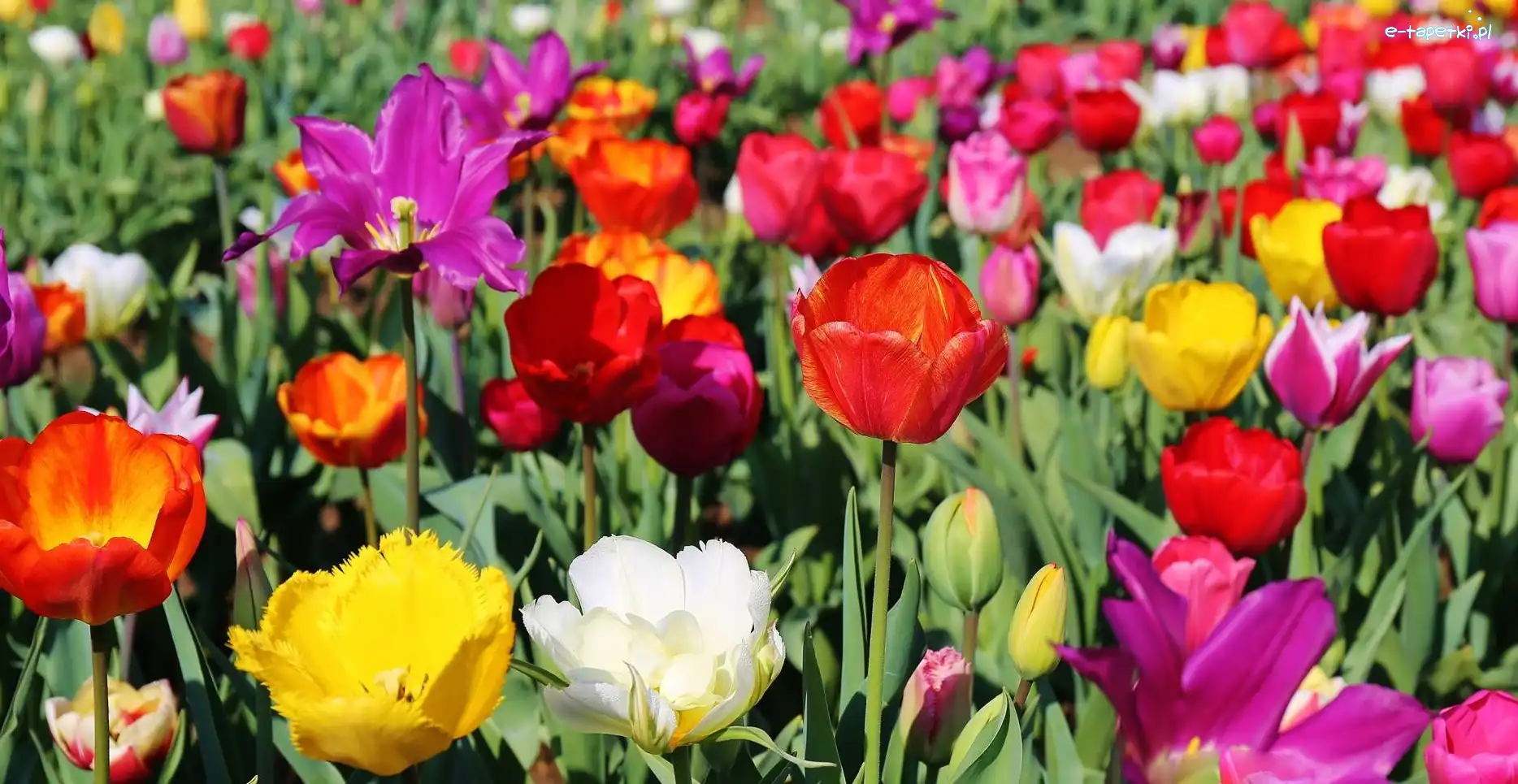 Tulipany, Kolorowe