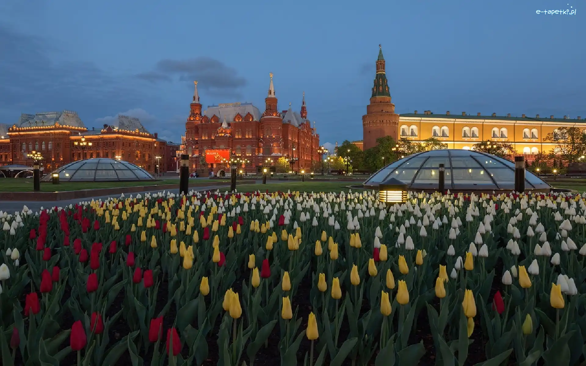 Klomb, Zdjęcie, Miasto, Tulipany, Moskwa, Rosja