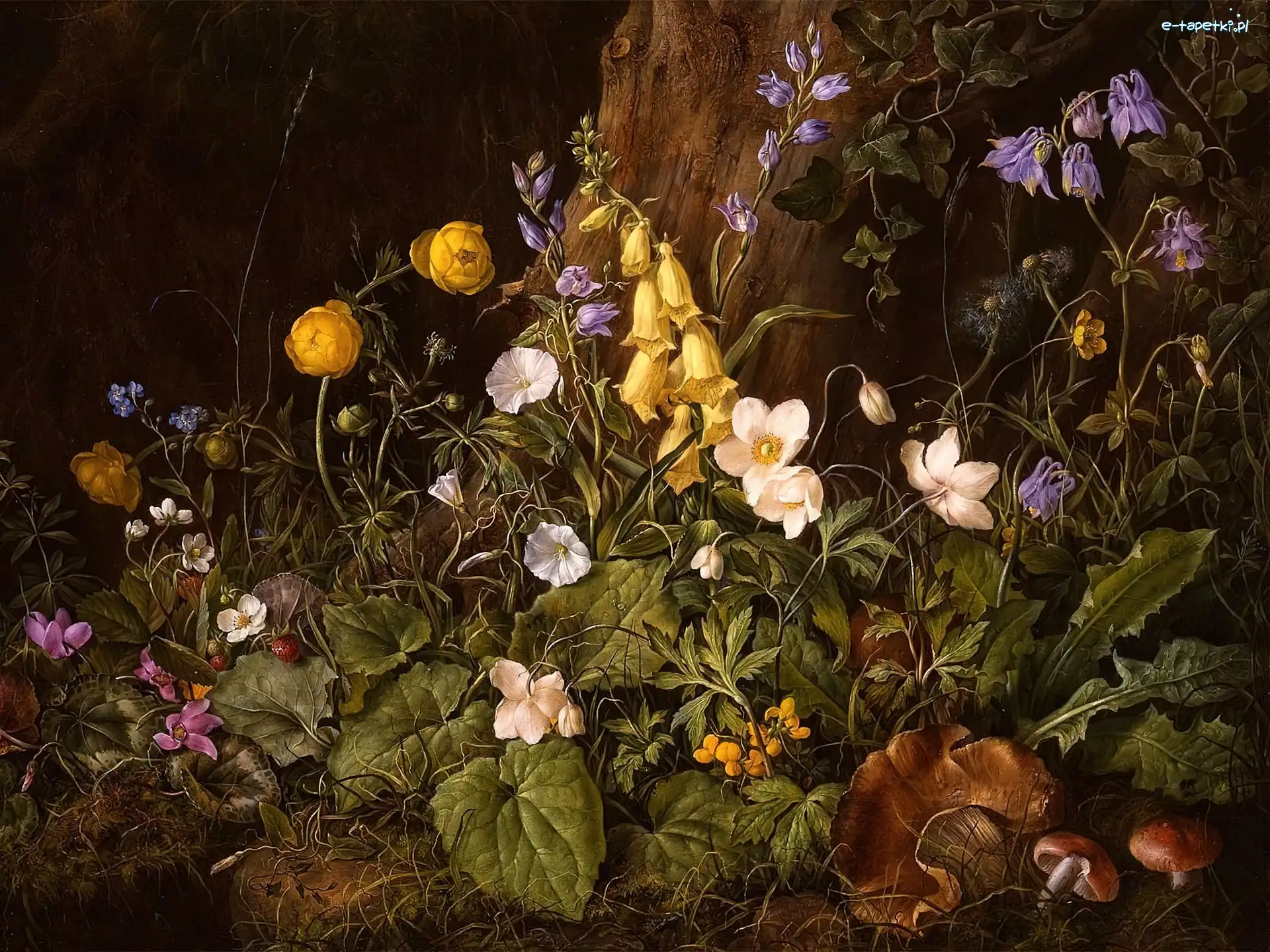 Kwiaty, Martwa Natura, Franz Xaver Petter