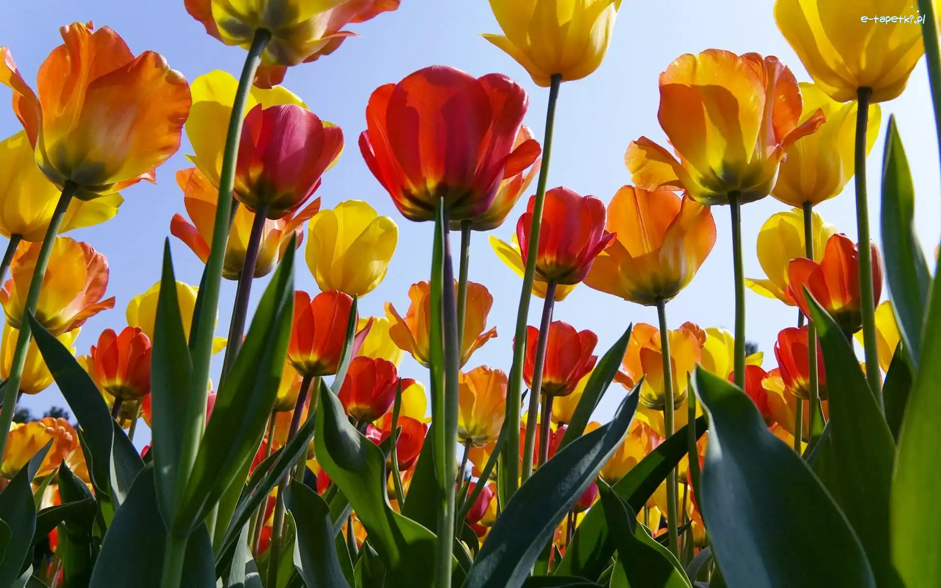 Tulipany, Czerwone, Żółte