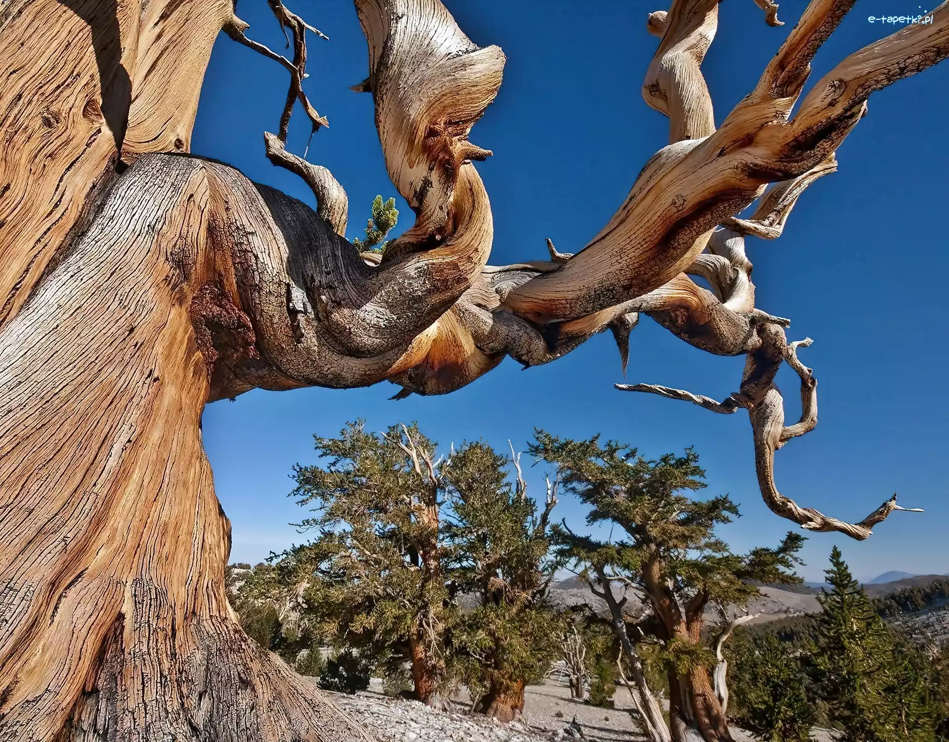 Park, Drzewa, Narodowy, Nevada