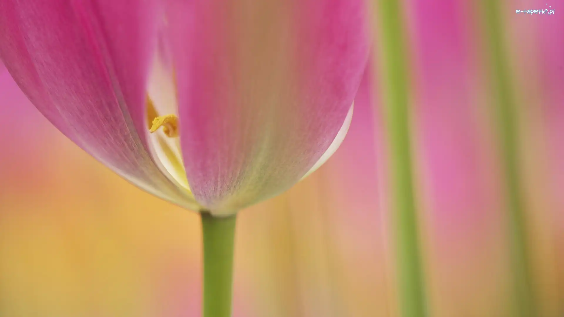 Tulipan, Fioletowy