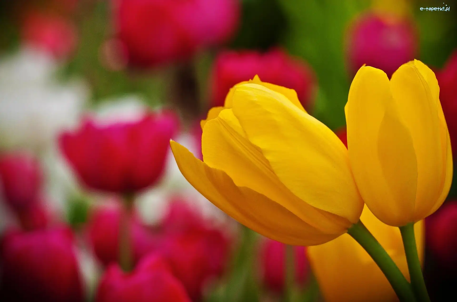 Tulipany, Żółte