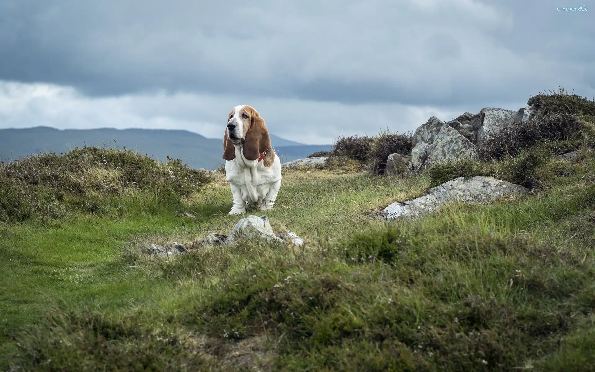 Hound, Trawa, Kamienie, Basset
