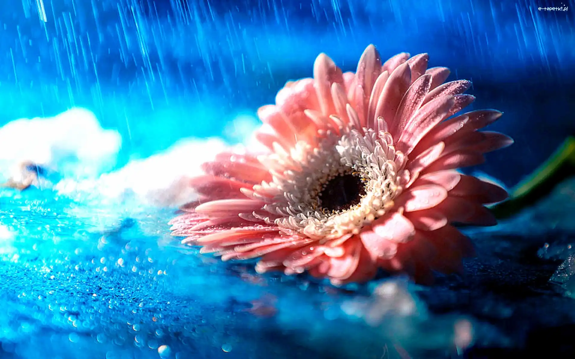 Deszcz, Makro, Krople, Gerbera