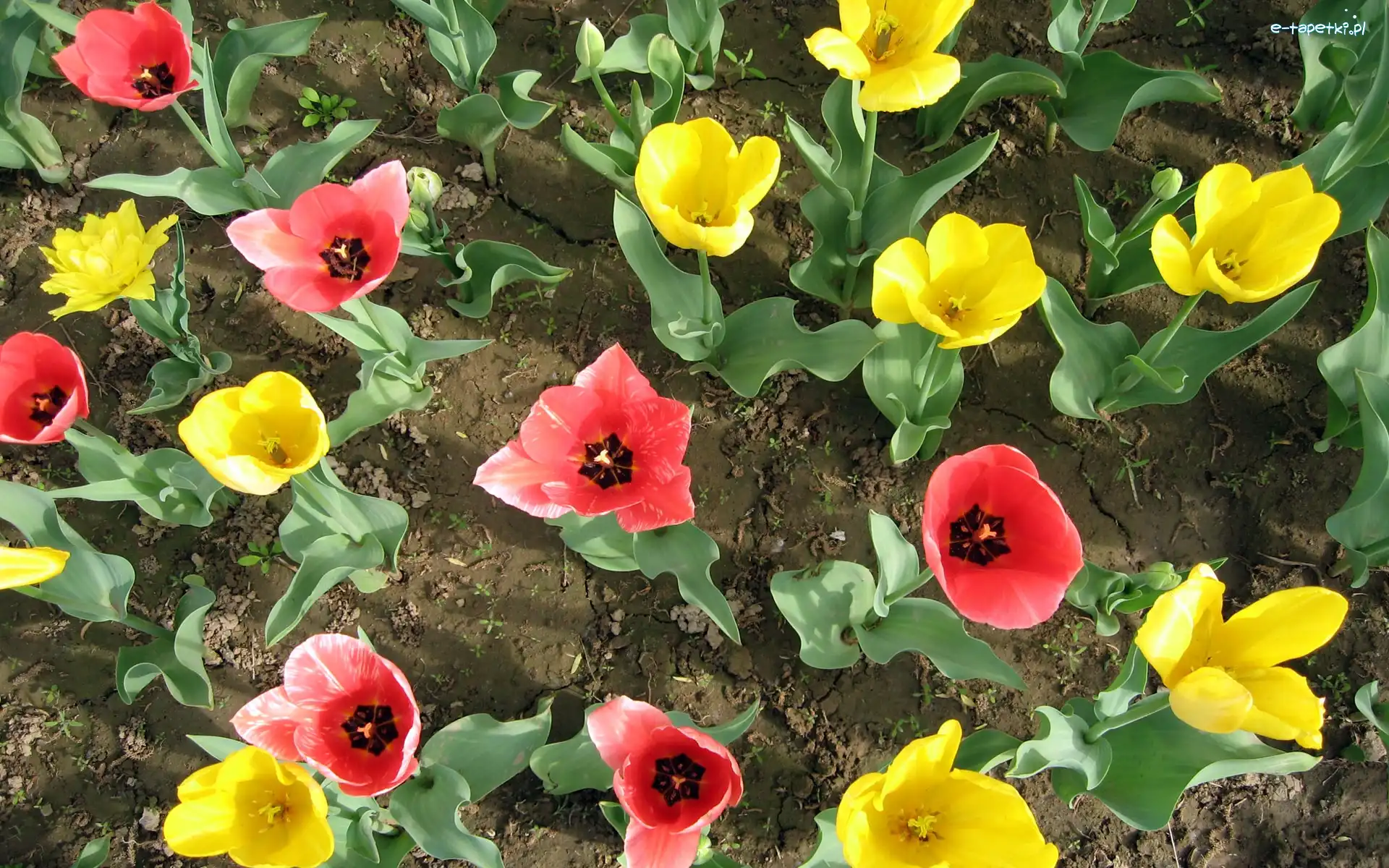 Tulipany, Czerwone, Żółte