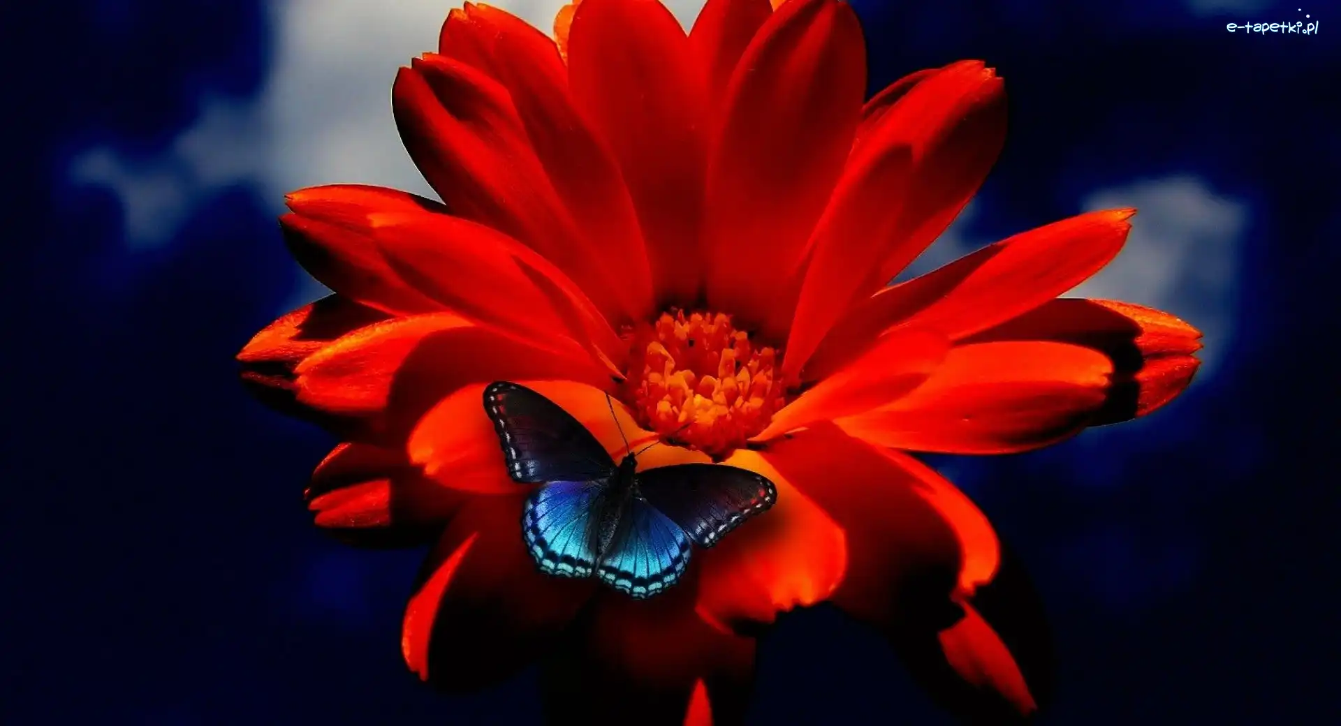 Motyl, Niebieski, Gerbera