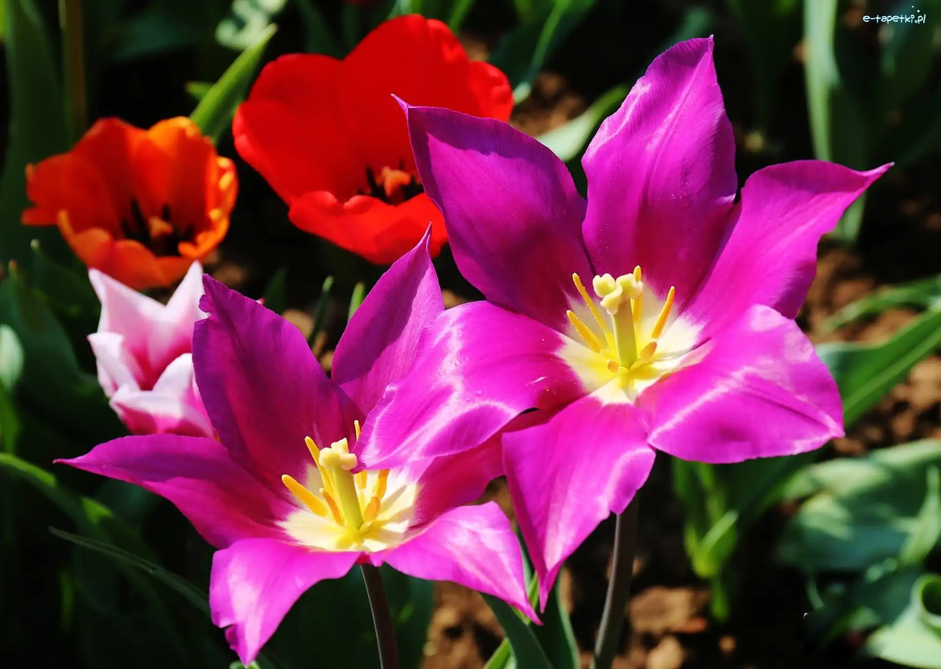 Pręciki, Tulipany, Kolorowe