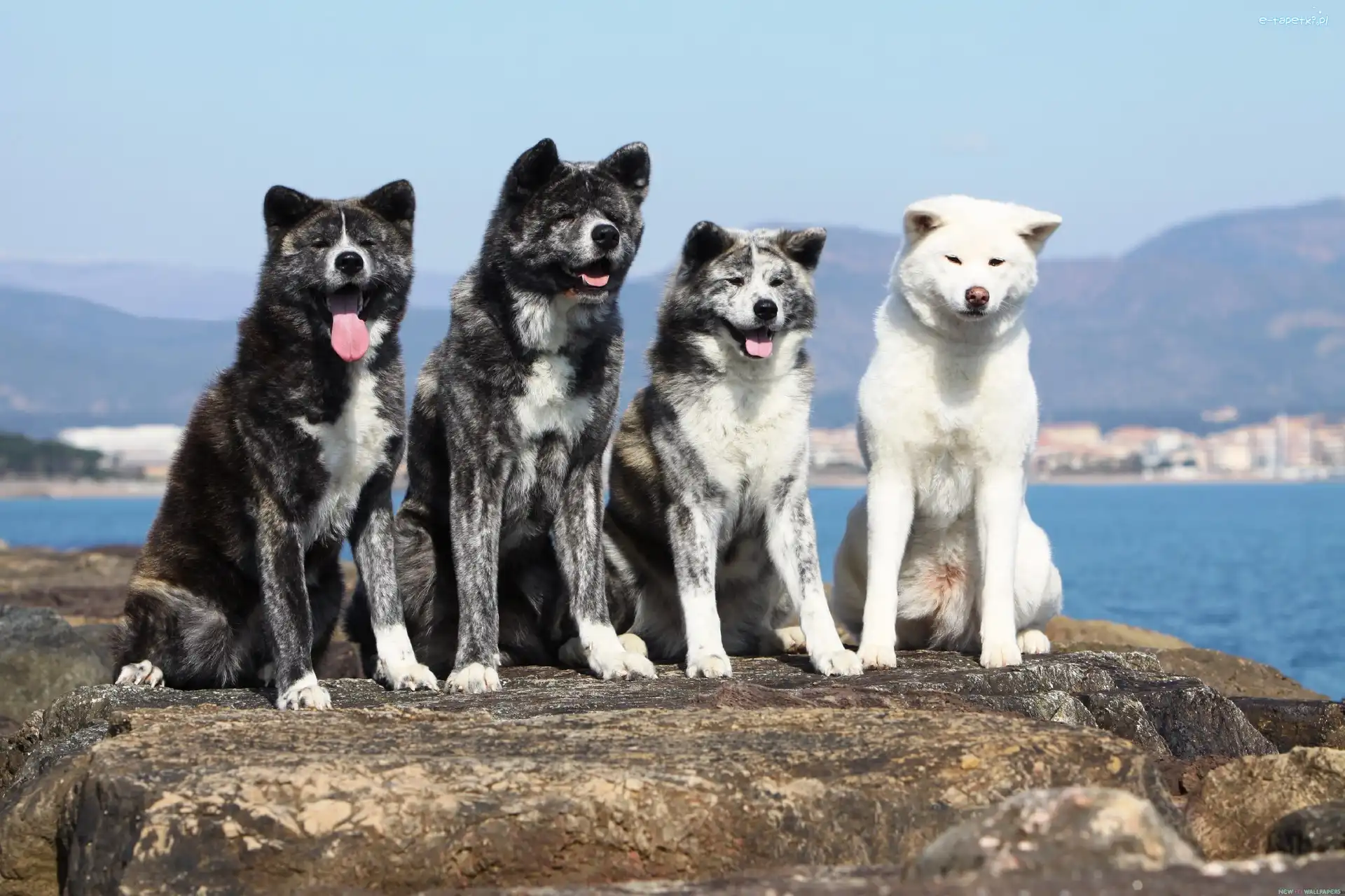 Cztery, Akita, Pieski, Skała, Inu