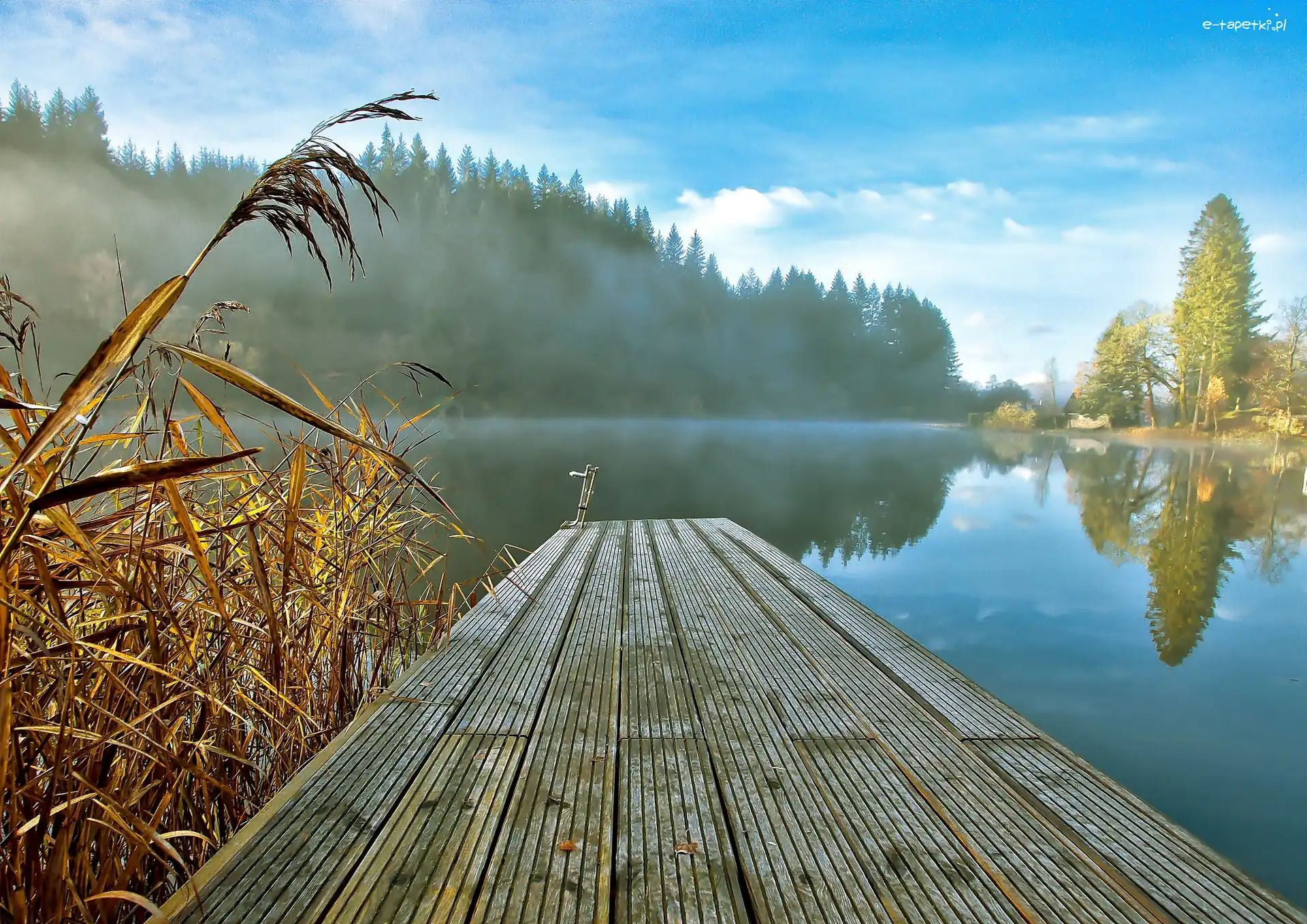 Poranek, Trzciny, Jezioro, Pomost, Mgła, Las