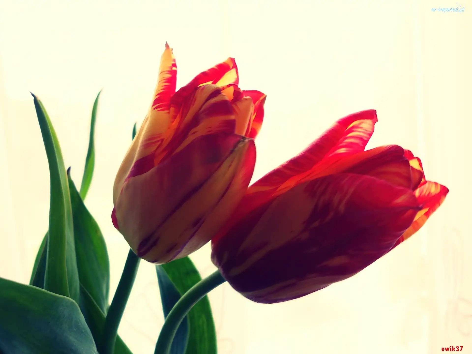 Tulipany, Kwiaty