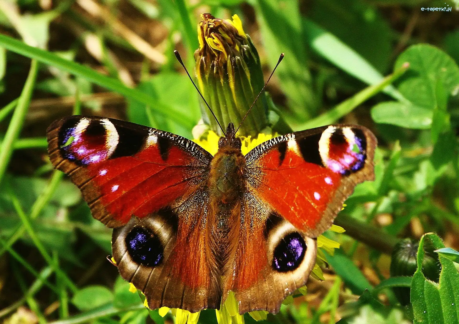 Zieleń, Pawik, Motyl
